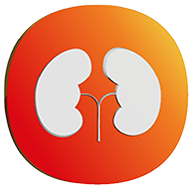 Kidney Icon