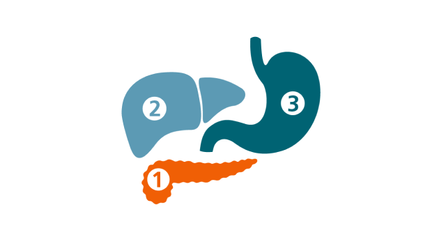 Numbered diagram of pancreas, liver, and stomach