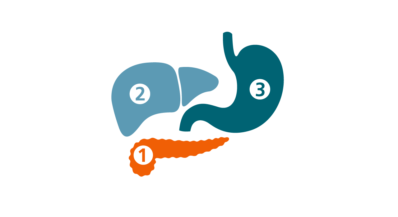 Numbered diagram of pancreas, liver, and stomach